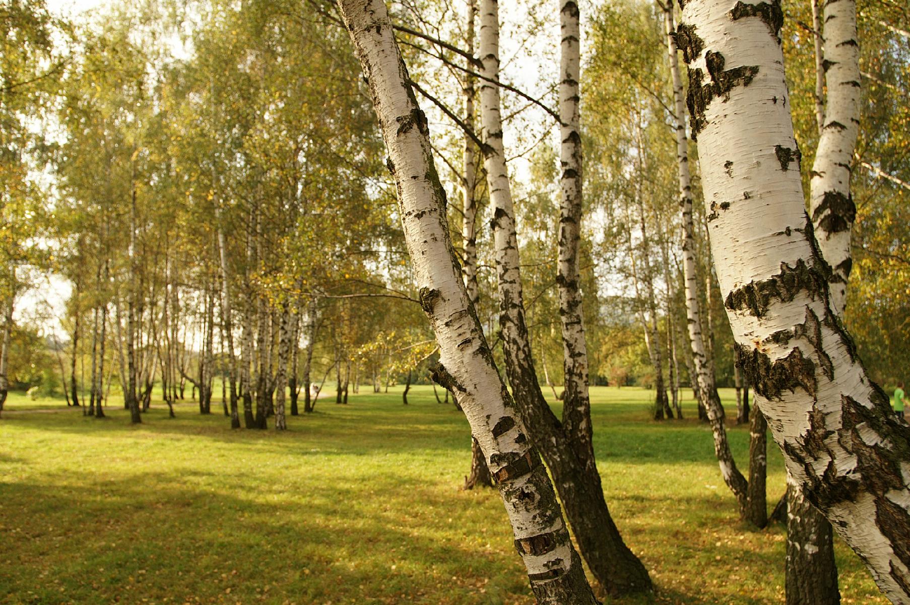 Birch Birch