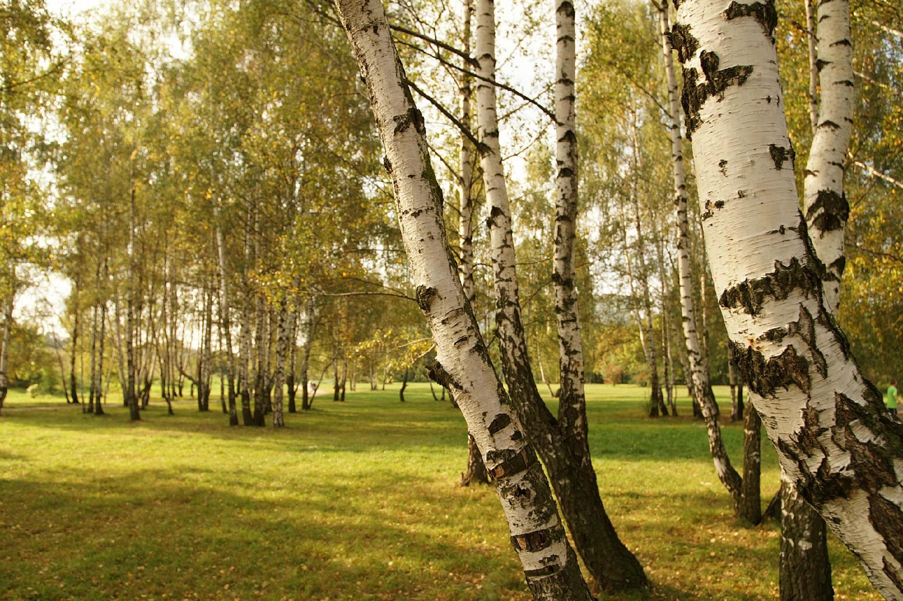 Birch