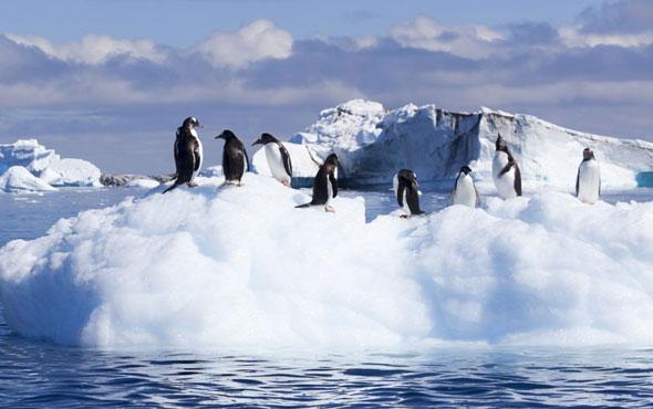 Antarctica Antarctica