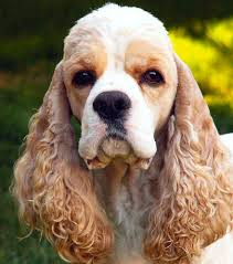 cocker spaniel