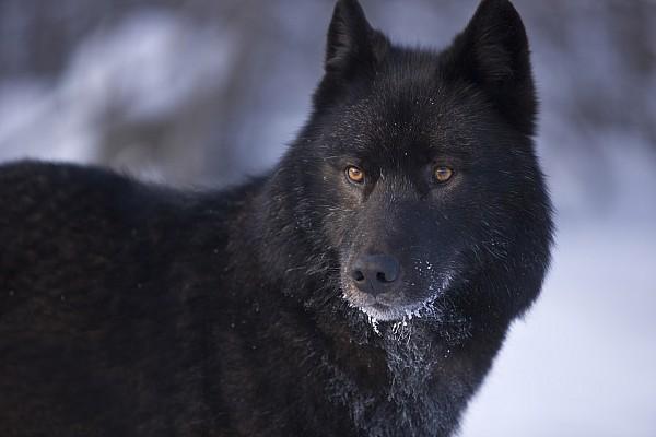 Florida Black Wolf