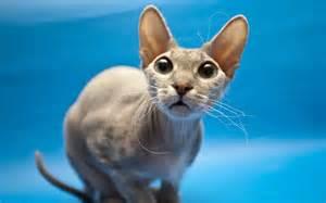 Sphynx Cats Sphynx Cats