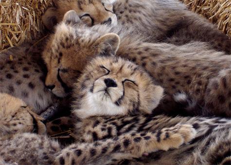 Cheetahs Cheetahs