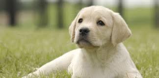 labrador labrador