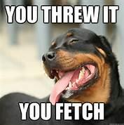 Poker-face Dog Poker-face Dog
