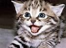 Kitten Kitten