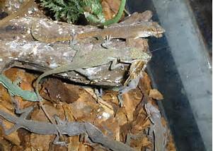 Lizard(s) Lizard(s)