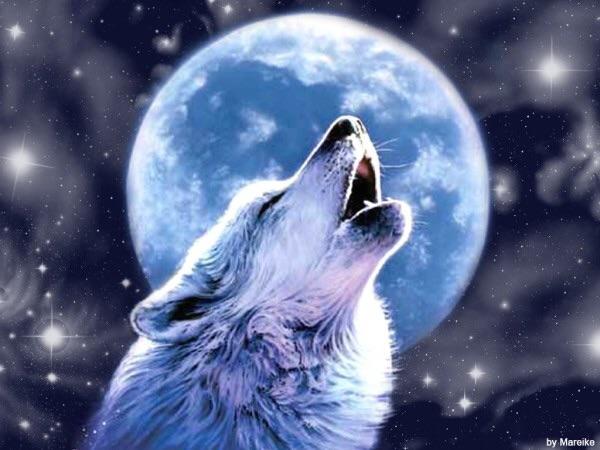 Wolves Wolves