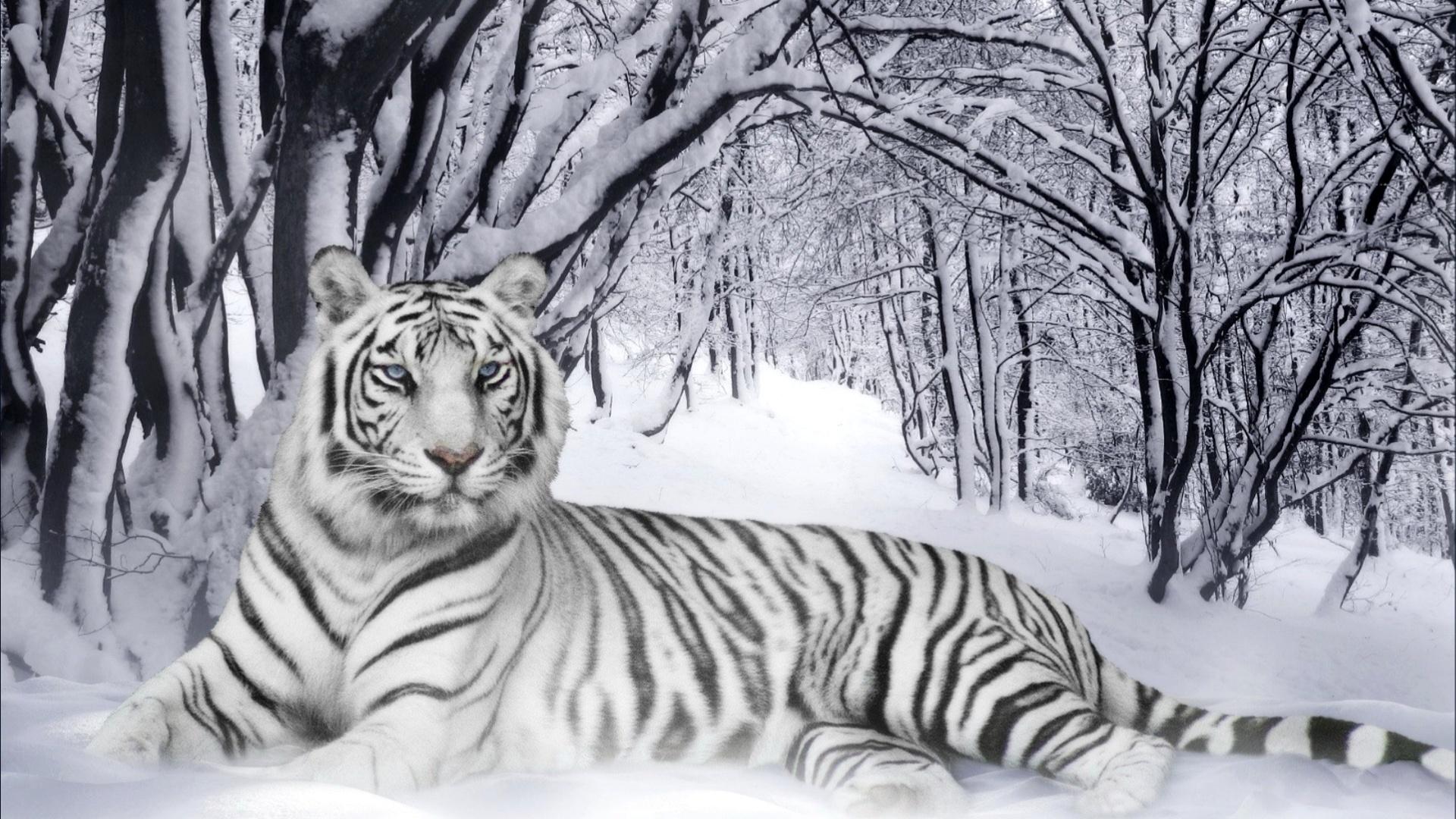 white white