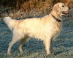 Bailey (For a Golden retriever, or Cairn Terrier.) BOY