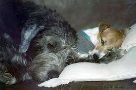 Moofle (For a Jack Russell or Irish wolfhound.) BOY Moofle (For a Jack Russell or Irish wolfhound.) BOY