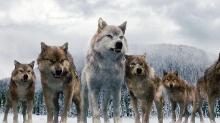 Be raised by a pack of wolves
