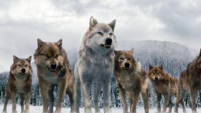 Be raised by a pack of wolves