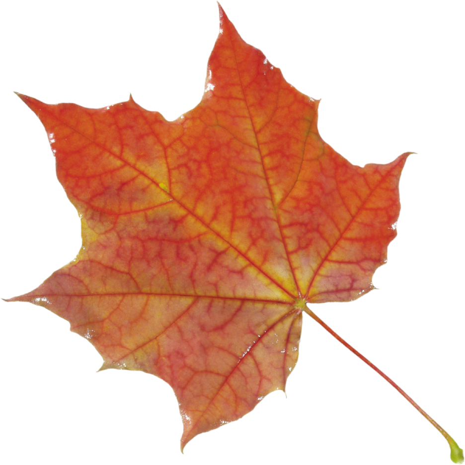 Autumn Autumn
