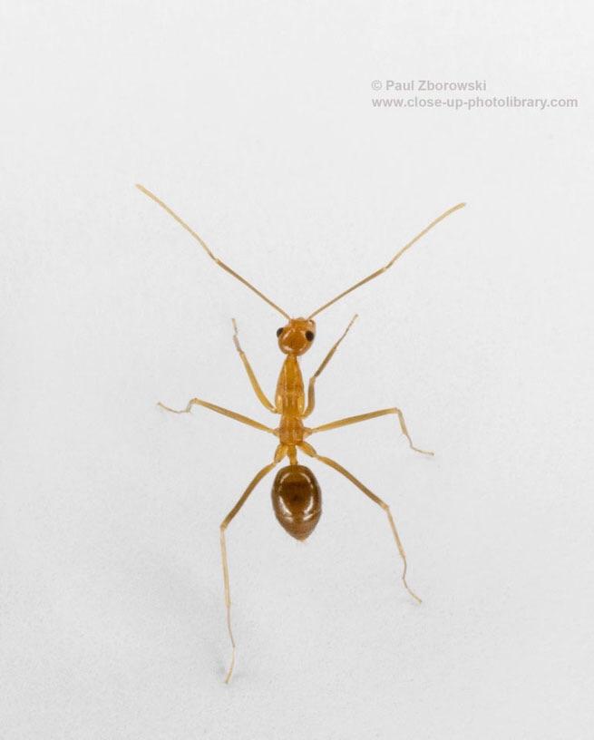 Yellow Crazy Ant Yellow Crazy Ant