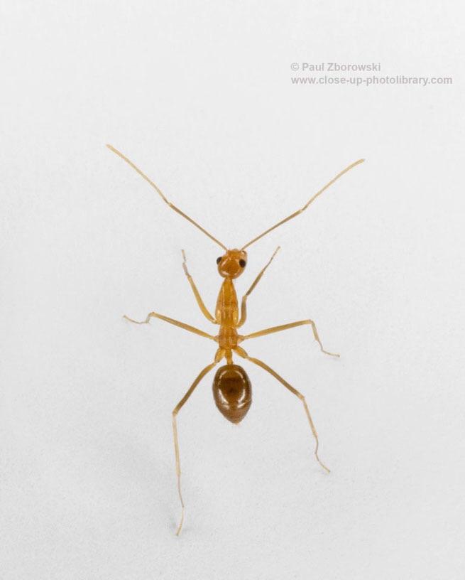 Yellow Crazy Ant