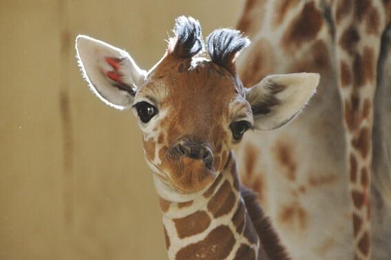 This giraffe! This giraffe!