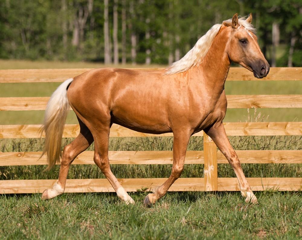 Palomino