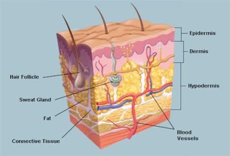 The skin The skin