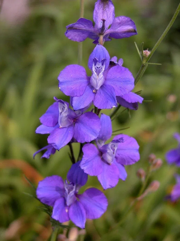 Larkspur (July)