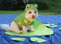 Dogs in a frog costumes