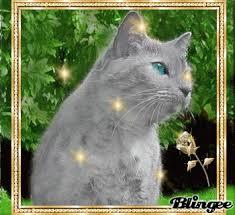 Willowpelt Willowpelt