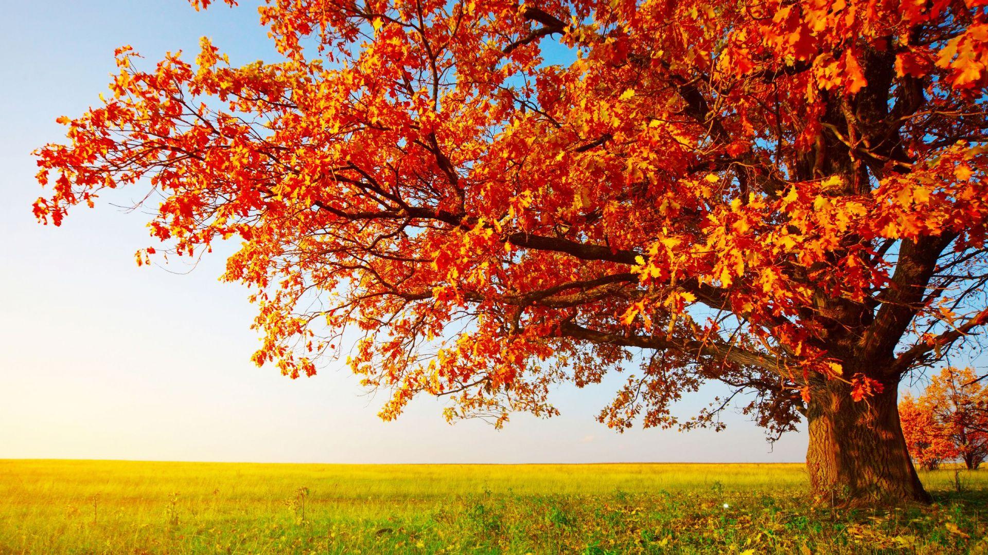 Autumn/fall