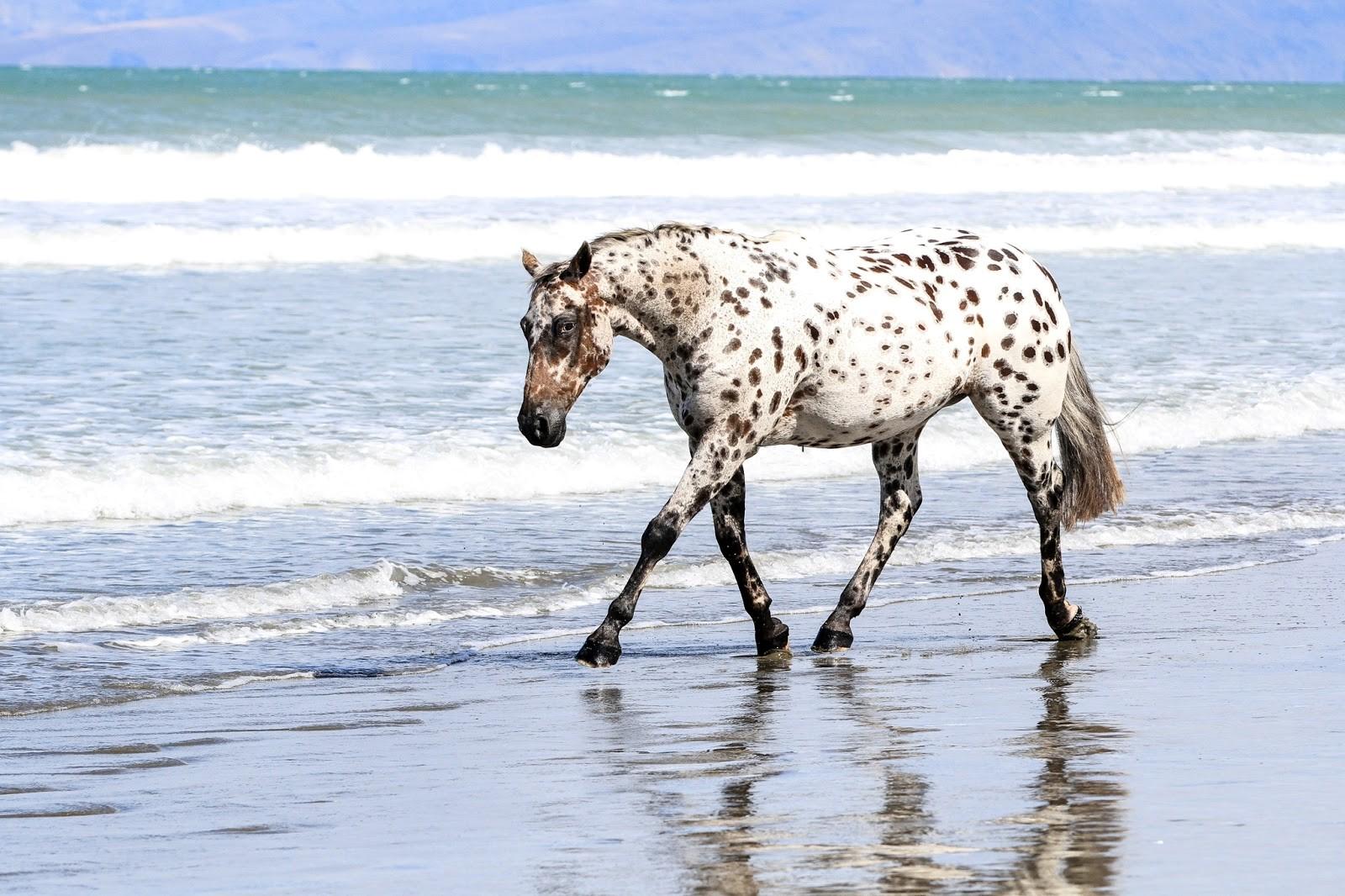 Appaloosa