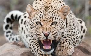 Leopard Leopard