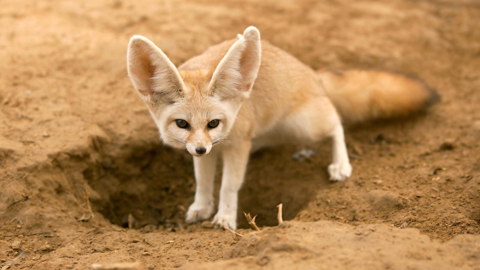 Fennec Fox