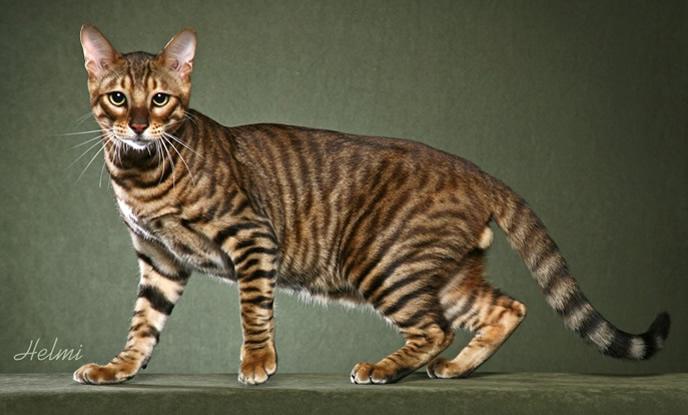 Toyger Cat