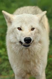 Wolf *growls*