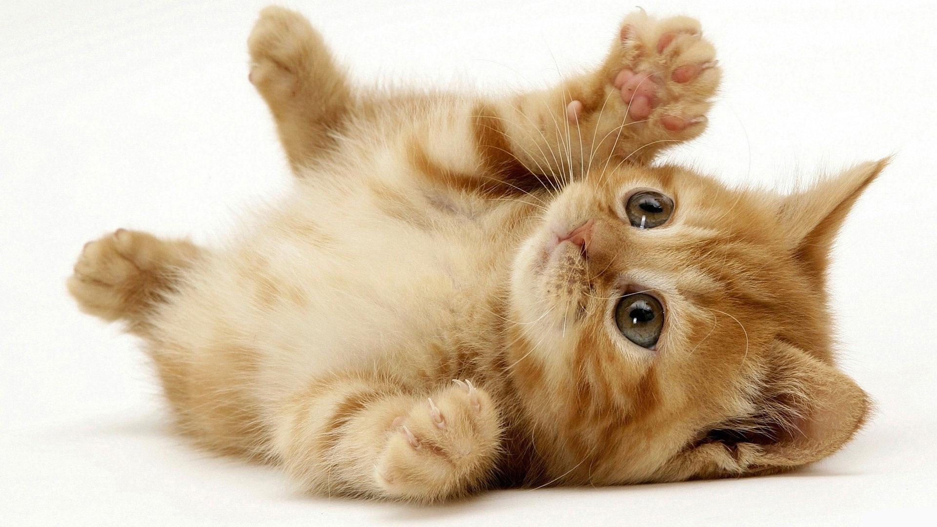 Kitten Kitten