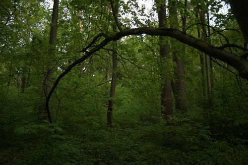 Lithuanian Forest