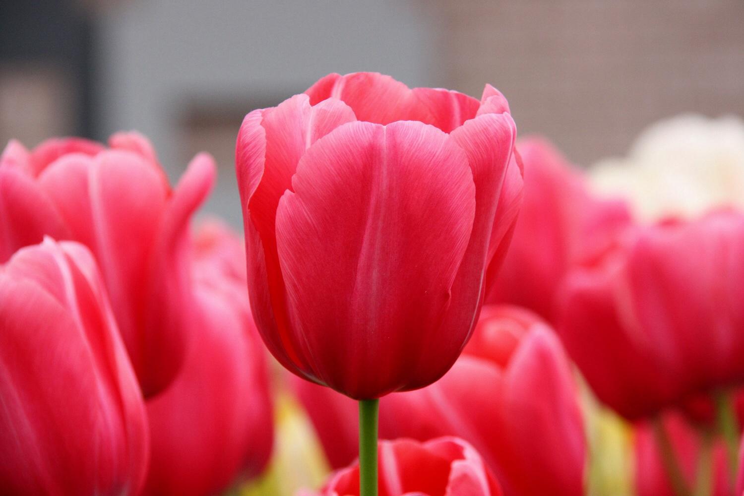 Tulip Tulip
