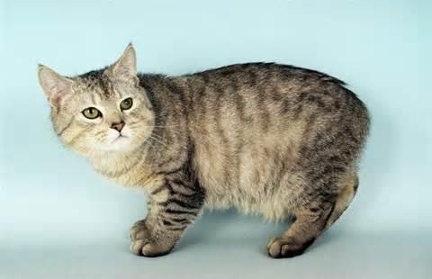 Manx Cat Manx Cat