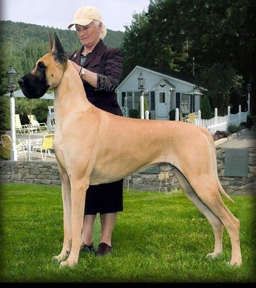 Great dane Great dane