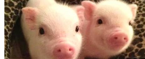 Pig Pig