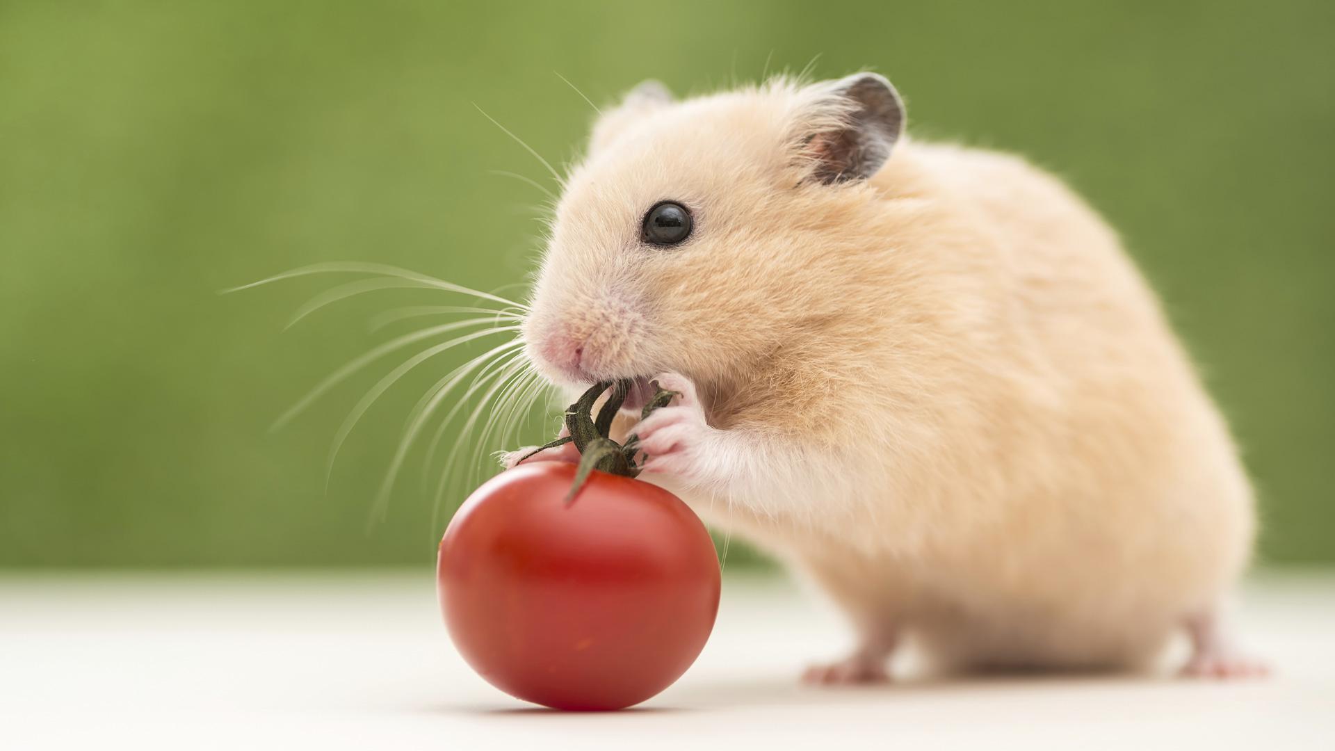 hamster hamster