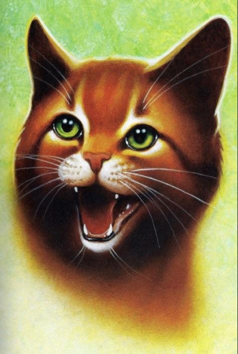 Cat! :3 Cat! :3