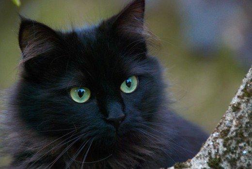 Black Black