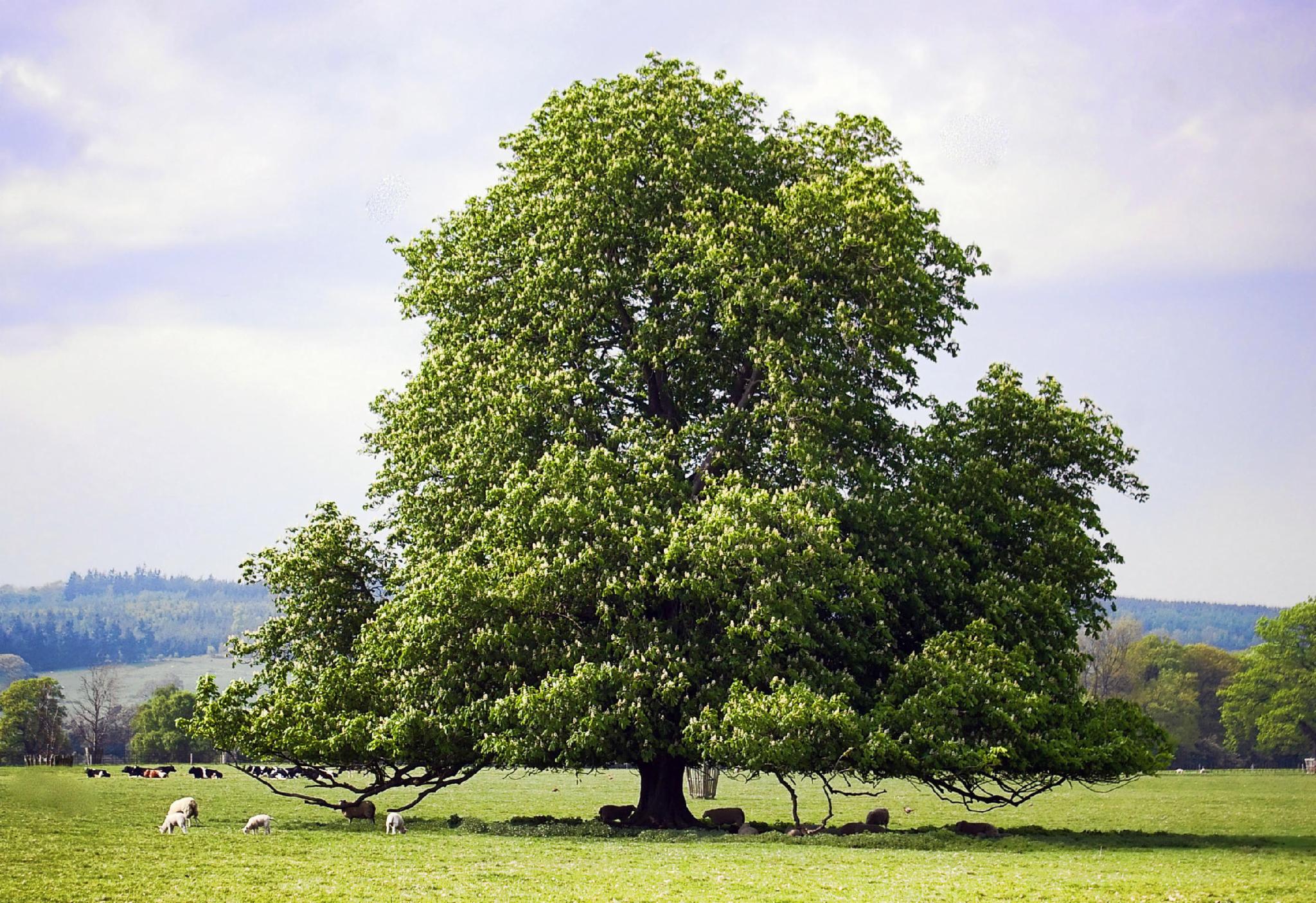 Chestnut Chestnut