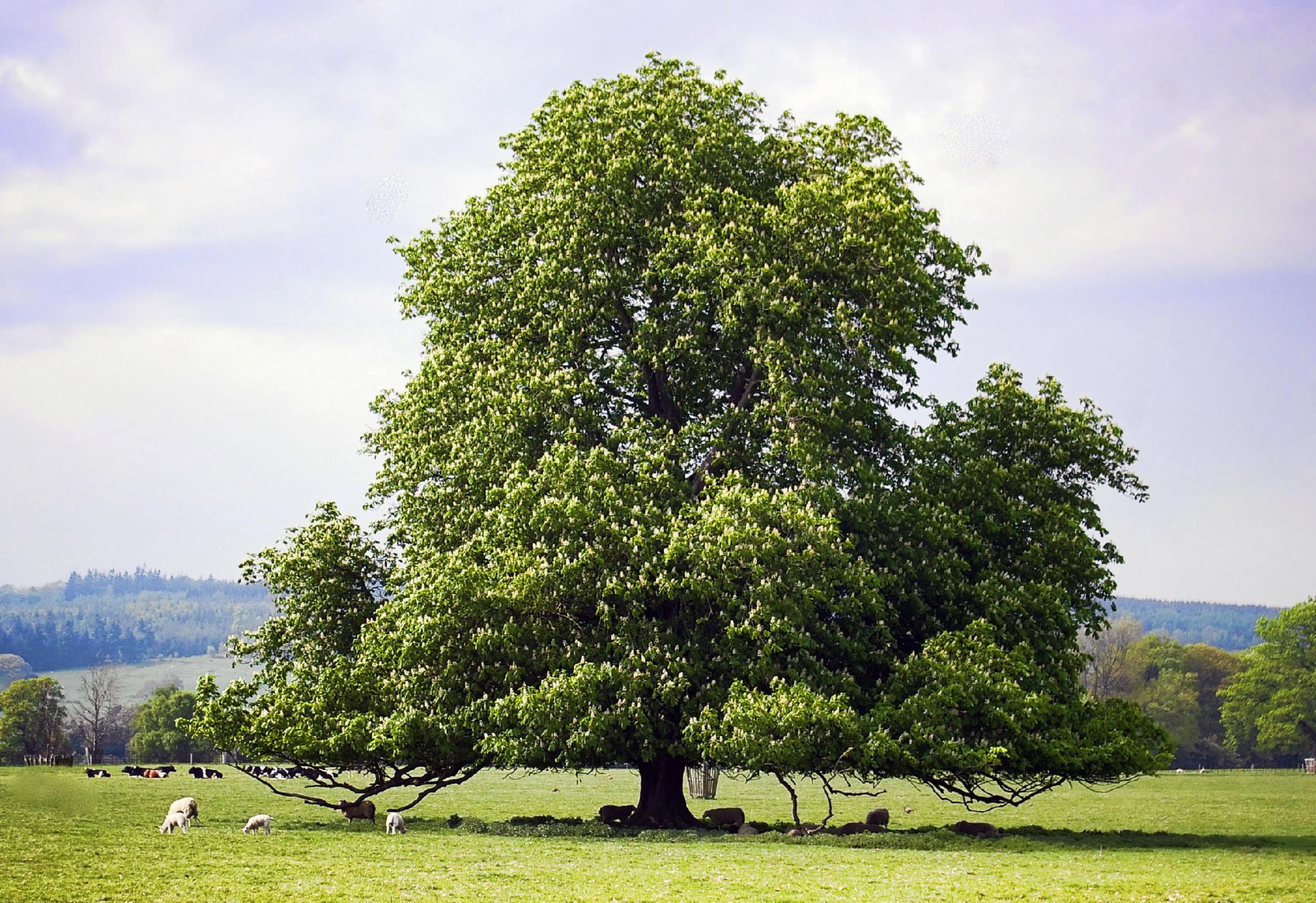 Chestnut