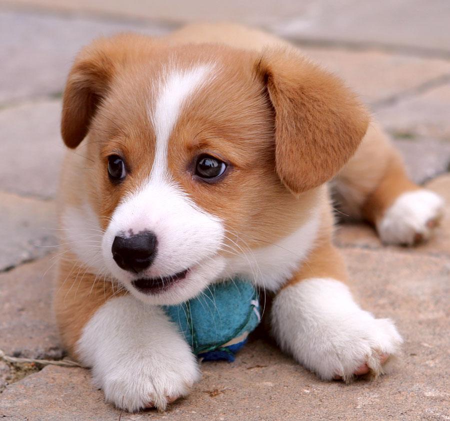 Dogs