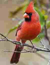 cardinal