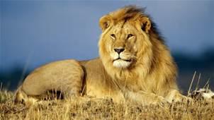 Lions Lions