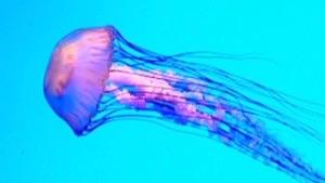 Jellyfish Jellyfish