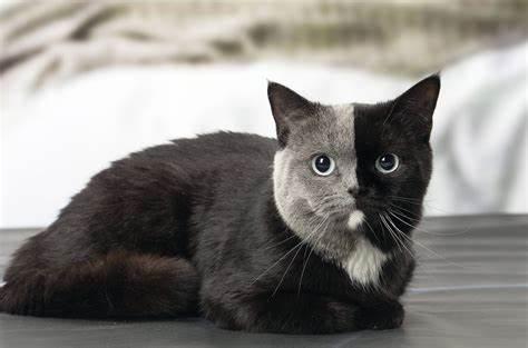 Ying Yang cat