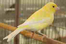 canary