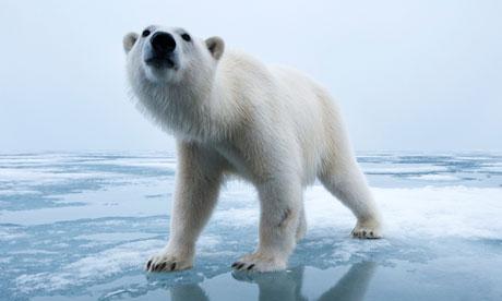Polar Bears Polar Bears